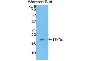 Western Blotting (WB) image for anti-Interleukin 1 alpha (IL1A) (AA 132-265) antibody (ABIN3209467) (IL1A anticorps  (AA 132-265))