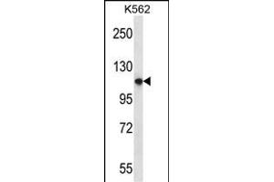 PLEKHM1 Antibody (N-term) (ABIN656973 and ABIN2846156) western blot analysis in K562 cell line lysates (35 μg/lane). (PLEKHM1 anticorps  (N-Term))