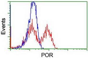 Image no. 4 for anti-P450 (Cytochrome) Oxidoreductase (POR) antibody (ABIN1497747) (POR anticorps)