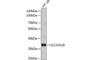 Western blot analysis of extracts of HT-29 cells, using SLC25 antibody (ABIN6132701, ABIN6147913, ABIN6147915 and ABIN6215984) at 1:3000 dilution. (SLC25A19 anticorps  (AA 1-80))