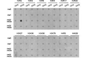 Dot-blot analysis of all sorts of methylation peptides using Asymmetric DiMethyl-Histone H3-R2 antibody.