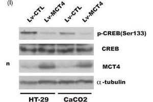 MCT4 inhibits phosphorylation of CREB(Ser133) and attenuates CREB-mediated ZO-1 transactivity. (CREB1 anticorps  (pSer133))