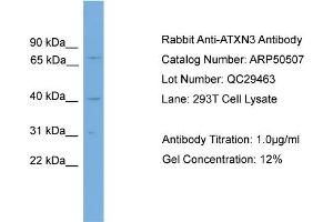 WB Suggested Anti-ATXN3  Antibody Titration: 0. (Ataxin 3 anticorps  (N-Term))