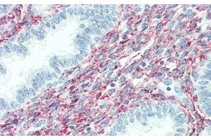 Detection of SPON1 in Human Uterus Tissue using Polyclonal Antibody to Spondin 1 (SPON1)