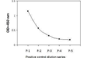 HeLa cells were treated with Calyculin A.
