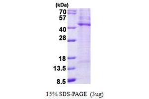 SDS-PAGE (SDS) image for tyrosylprotein Sulfotransferase 2 (TPST2) (AA 26-377) protein (His tag) (ABIN5852972) (TPST2 Protein (AA 26-377) (His tag))