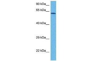 Host:  Rabbit  Target Name:  NOX1  Sample Tissue:  Human MCF7 Whole Cell  Antibody Dilution:  1ug/ml (NOX1 anticorps  (C-Term))