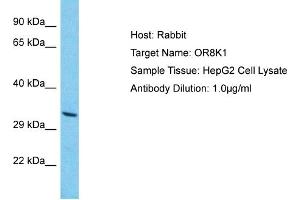 Host: Rabbit Target Name: OR8K1 Sample Type: HepG2 Whole Cell lysates Antibody Dilution: 1. (OR8K1 anticorps  (C-Term))
