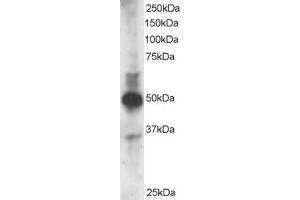 Western Blotting (WB) image for anti-GATA Binding Protein 3 (GATA3) (N-Term) antibody (ABIN2465221) (GATA3 anticorps  (N-Term))