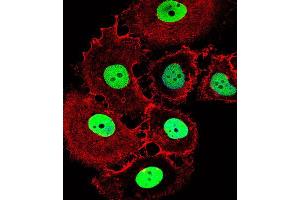 Immunofluorescence (IF) image for anti-Homeobox C10 (HOXC10) antibody (ABIN2999550) (HOXC10 anticorps)