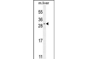 SHISA3 Antibody (C-term) (ABIN655742 and ABIN2845188) western blot analysis in mouse liver tissue lysates (35 μg/lane). (SHISA3 anticorps  (C-Term))