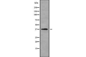 Western blot analysis OPTC using HT-29 whole cell lysates (OPTC anticorps  (Internal Region))