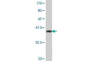 Western Blot detection against Immunogen (38. (MPHOSPH9 anticorps  (AA 922-1031))