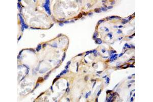 Immunohistochemical staining of paraffin-embedded human placenta specimen tissue section with DDT polyclonal antibody . (DDT anticorps  (C-Term))