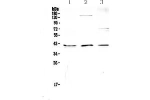 Western blot analysis of CD47 using anti-CD47 antibody . (CD47 anticorps)