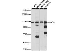 Western blot analysis of extracts of various cell lines, using  antibody (ABIN7265743) at 1:1000 dilution. (ABCF3 anticorps  (AA 1-200))