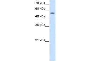 Western Blotting (WB) image for anti-Chloride Channel Kb (CLCNKB) antibody (ABIN2461076) (CLCNKB anticorps)