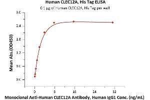 Immobilized Human CLEC12A, His Tag (ABIN6951021,ABIN6952278) at 1 μg/mL (100 μL/well) can bind Monoclonal A CLEC12A Antibody, Human IgG1 with a linear range of 0. (CLEC12A Protein (AA 65-265) (His tag))