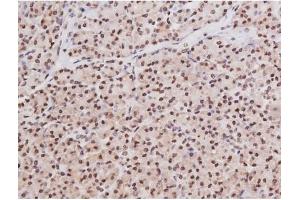 ABIN6267354 at 1/200 staining Human pancreas tissue sections by IHC-P.