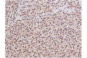 ABIN6267354 at 1/200 staining Human pancreas tissue sections by IHC-P. (MAPT anticorps  (pSer235))