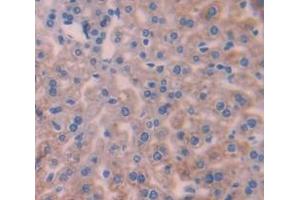 IHC-P analysis of Mouse Tissue, with DAB staining. (INHBC anticorps  (AA 237-352))