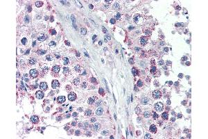 Anti-GPSM2 antibody IHC of human testis. (GPSM2 anticorps  (AA 448-462))
