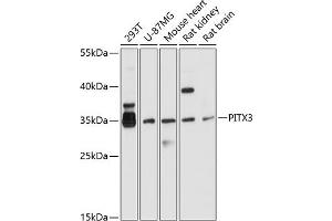 Western blot analysis of extracts of various cell lines, using PITX3 antibody (ABIN6128459, ABIN6145694, ABIN6145695 and ABIN6214864) at 1:1000 dilution. (PITX3 anticorps  (AA 1-70))