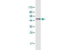 Western Blot detection against Immunogen (37.