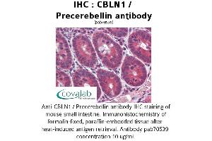 Image no. 2 for anti-Cerebellin 1 Precursor (CBLN1) antibody (ABIN1732717) (CBLN1 anticorps)