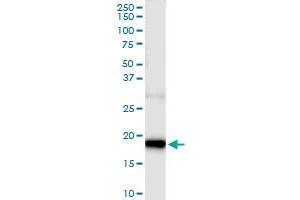 Immunoprecipitation of GRIN2C transfected lysate using anti-GRIN2C MaxPab rabbit polyclonal antibody and Protein A Magnetic Bead , and immunoblotted with GRIN2C purified MaxPab mouse polyclonal antibody (B01P) .