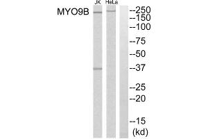 Western blot analysis of extracts from HeLa cells and Jurkat cells, using MYO9B antibody. (MYO9B anticorps  (N-Term))