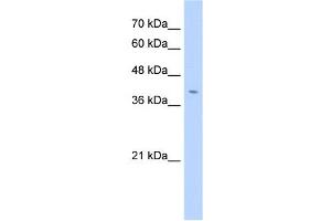 FNDC3B antibody used at 2. (FNDC3B anticorps  (N-Term))