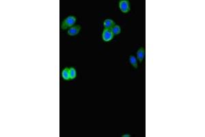Immunofluorescent analysis of HepG2 cells using ABIN7145109 at dilution of 1:100 and Alexa Fluor 488-congugated AffiniPure Goat Anti-Rabbit IgG(H+L) (ATG16L2 anticorps  (AA 262-348))
