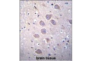 PCDHA5 Antibody (Center) (ABIN655942 and ABIN2845331) immunohistochemistry analysis in formalin fixed and paraffin embedded human brain tissue followed by peroxidase conjugation of the secondary antibody and DAB staining. (PCDHA5 anticorps  (AA 287-315))