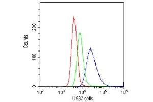 Flow cytometry testing of human U937 cells with CD20 antibody at 1ug/10^6 cells (cells blocked with goat sera) (CD20 anticorps  (AA 1-261))