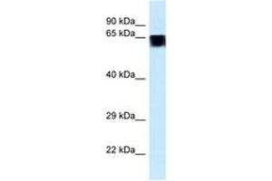 Image no. 1 for anti-Family with Sequence Similarity 161, Member A (FAM161A) (AA 511-560) antibody (ABIN6747442) (FAM161A anticorps  (AA 511-560))