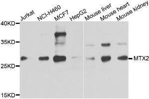 Western blot analysis of extracts of various cells, using MTX2 antibody. (MTX2 anticorps)