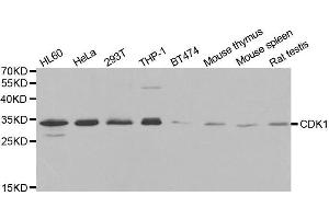 Western blot analysis of extracts of various cell lines, using CDK1 antibody. (CDK1 anticorps  (AA 208-258))