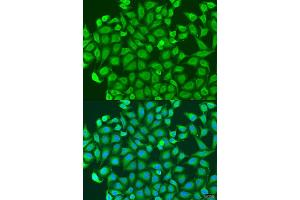 Immunofluorescence analysis of U2OS cells using PCDHA6 antibody (ABIN1876149) at dilution of 1:100. (PCDHA6 anticorps)