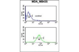 Flow cytometric analysis of MDA-MB435 cells using GNRH2 Antibody (Center) Cat.