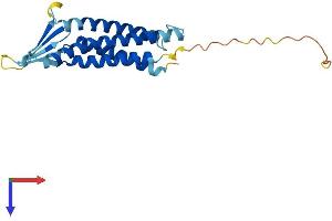 AlphaFold protein structure predicition of Human Recombinant CLDN9 Protein, UniprotID O95484