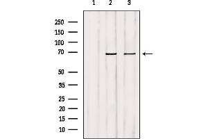 Western blot analysis of extracts from various samples, using GCKR Antibody. (GCKR anticorps  (Internal Region))