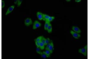 Immunofluorescence staining of HepG2 cells with ABIN7160289 at 1:200, counter-stained with DAPI. (MUC2 anticorps  (AA 569-657))