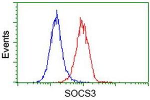 Image no. 2 for anti-Suppressor of Cytokine Signaling 3 (SOCS3) antibody (ABIN1501060) (SOCS3 anticorps)
