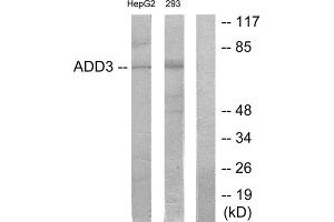 Western blot analysis of extracts from HepG2 cells and 293 cells, using ADD3 antibody.