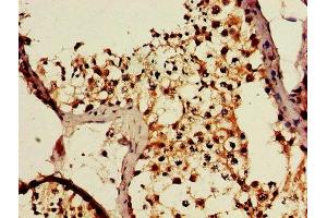 IHC image of ABIN7150995 diluted at 1:600 and staining in paraffin-embedded human testis tissue performed on a Leica BondTM system.