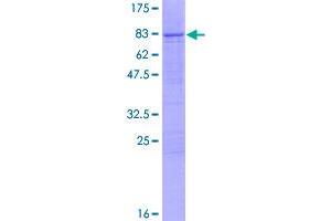 SDS-PAGE (SDS) image for Thymine-DNA Glycosylase (TDG) (AA 1-410) protein (GST tag) (ABIN1785499)