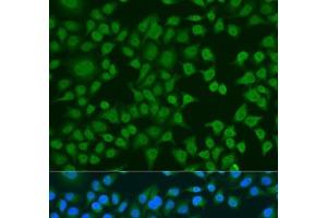 Immunofluorescence analysis of U2OS cells using ELAVL2 Polyclonal Antibody at dilution of 1:100.