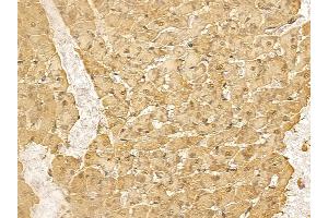 RALYL Mouse Monoclonal Antibody at 1/100 staining rat heart tissue by IHC-P. (RALYL anticorps)