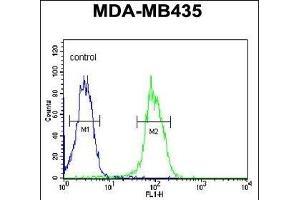 KDR  Antibody (ABIN652371 and ABIN2841771) flow cytometric analysis of MDA-M cells (right histogram) compared to a negative control cell (left histogram). (VEGFR2/CD309 anticorps  (Tyr1175))